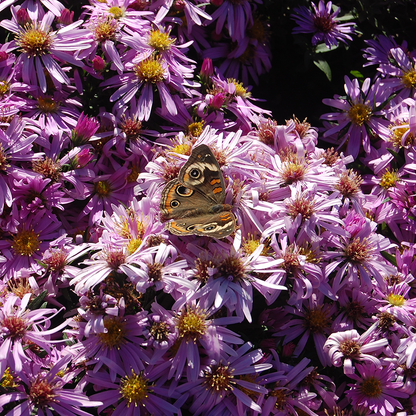 Close up image of moth resting on pink aster flowers