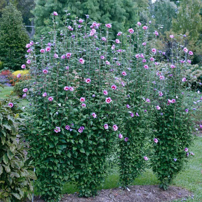 Row of Purple Pillar rose of Sharon flowers