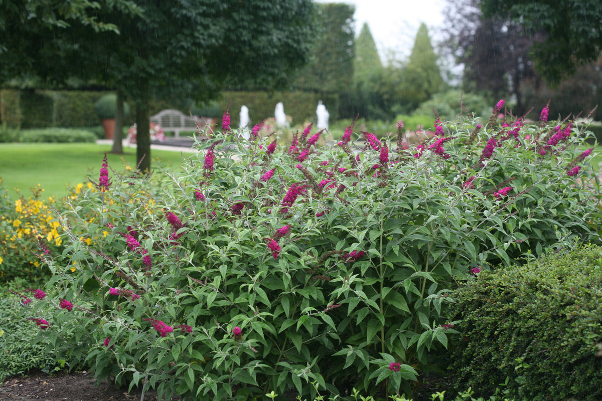 Buddleia Miss Ruby has deep pink-red blooms