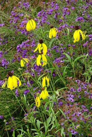 Prairie Coneflower with coarse leaves and yellow flowers growing in full sun in summer. 