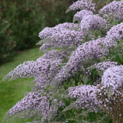Grand Cascade Butterfly Bush has sweet honey nectar that pollinators love. 