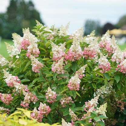 Pinky Winky Panicle Hydrangea has lacecap blooms that pollinators love