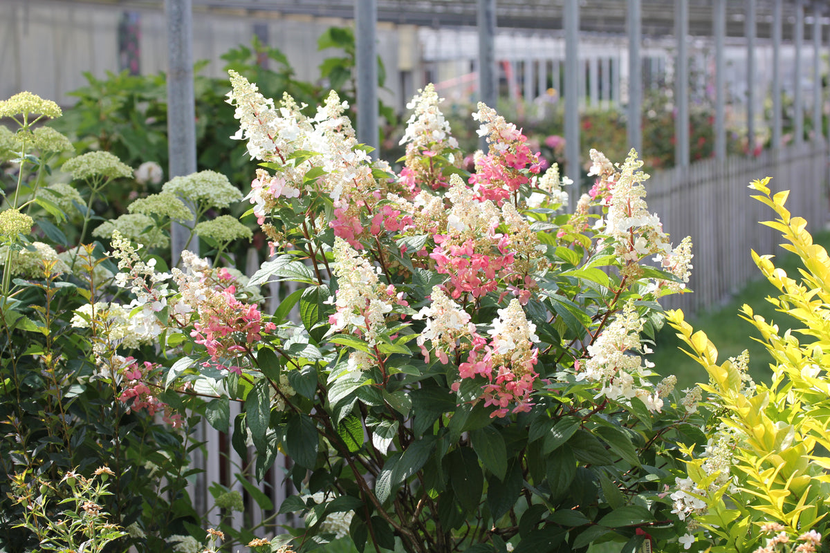 Pinky Winky Panicle Hydrangea with soft white and pink flowers in the garden. 