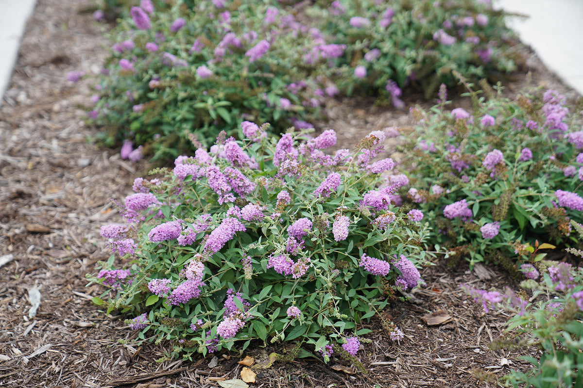 Lo and Behold Lilac Chip butterfly bush in a narrow bed, covered in purple blooms