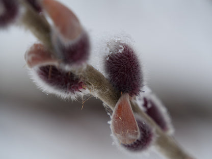 Salix Black Cat catkins start out a beautiful silvery pink red