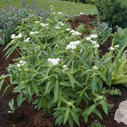 Asclepias incarnata Ice Ballet is essential for monarch butterflies