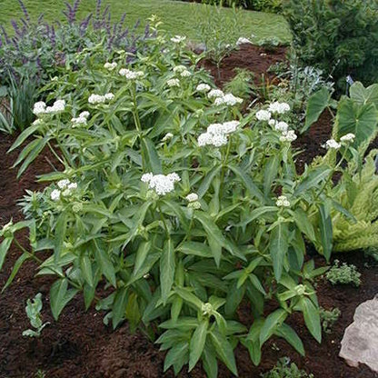 Asclepias incarnata Ice Ballet is essential for monarch butterflies