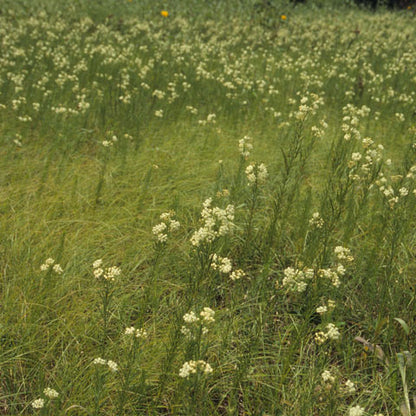 Whorled Milkweed (Asclepias verticillata) is perfectly suited for meadow gardens.