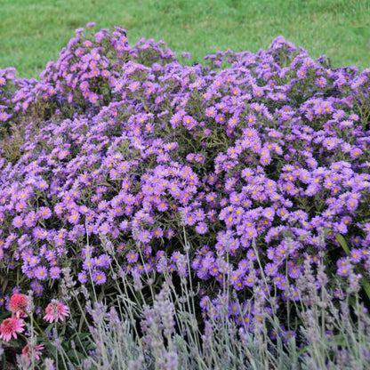 Aster Kickin Lilac Blue is a long blooming native perennial with purple blue daisy like blooms in autumn