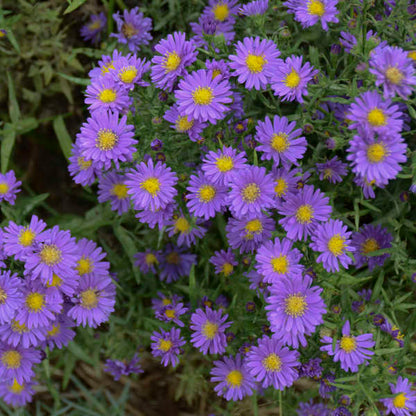 Aster Kickin Lilac Blue is a long blooming native perennial with purple blue daisy like blooms in autumn