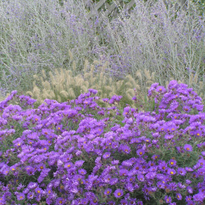 Purple Dome Aster is smothered in purple blooms in fall!