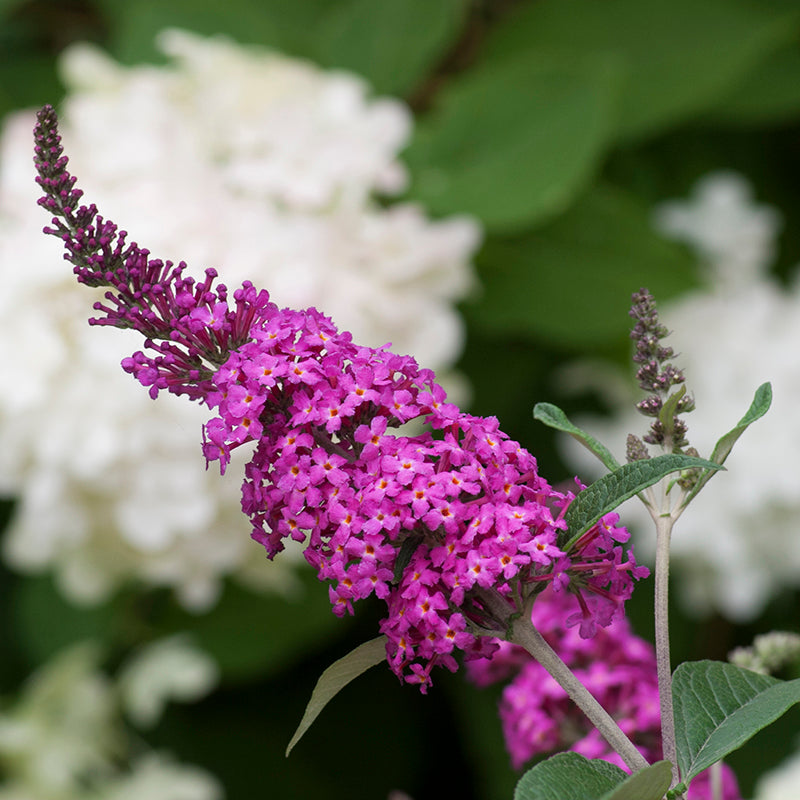 'Miss Ruby' Butterfly Bush