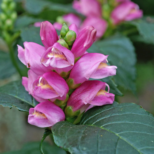 Chelone oblique with dusty pink and purple flowers in summer. 