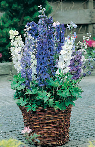 New Millennium Dwarf Stars Delphinium with cut flower stems in a basket. 