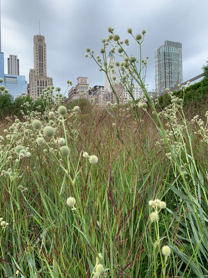 Rattlesnake Master (Eryngium yuccifolium) grows up to 4 feet tall