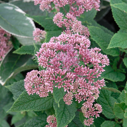 The misty pink blooms of dwarf Joe Pye weed, Little Joe