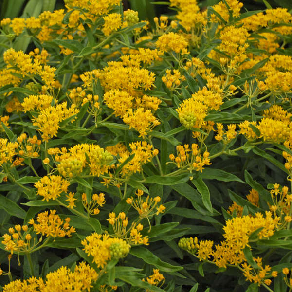 'Hello Yellow' Milkweed blooms prolifically in summer
