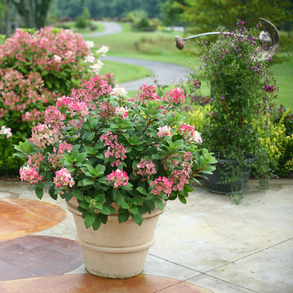 Little Quick Fire Hydrangea with pink blooms in early fall.
