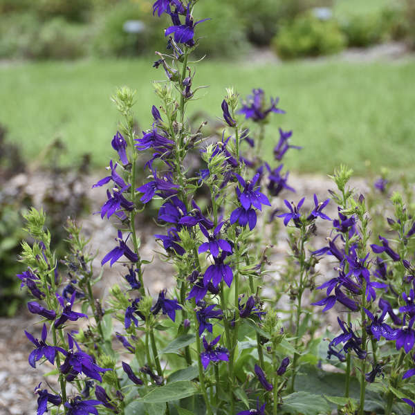 Lobelia &