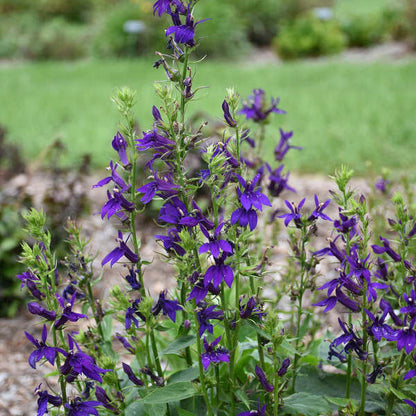 Lobelia &