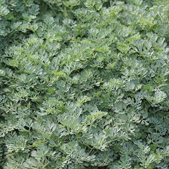 Ruta graveolens Blue Mound is a first choice food source for many caterpillars