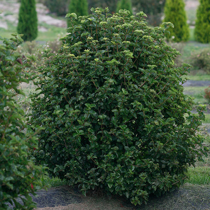 A single plant of All That Glows viburnum in a landscape